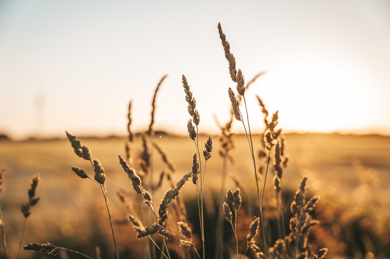 découvrez les pratiques, innovations et enjeux de l'agriculture durable pour un avenir respectueux de l'environnement et productif.