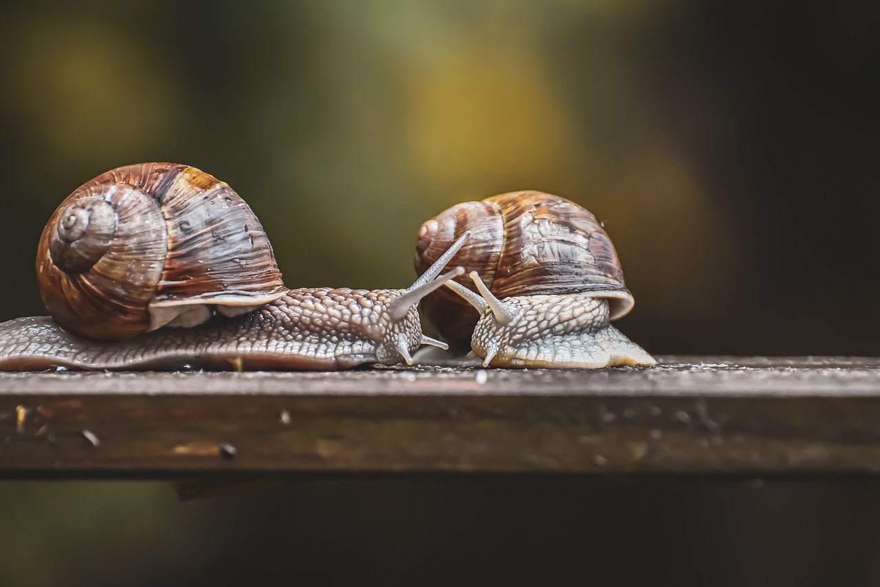 Slow tourisme : une nouvelle opportunité stratégique à saisir pour les entrepreneurs