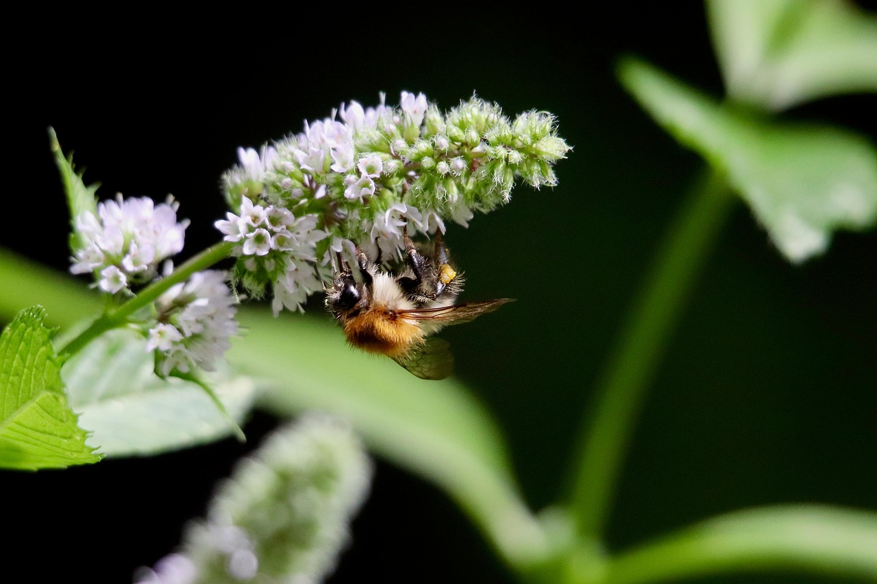 « À Lyon, Pollen débriefe ses débuts accélérés : quand l’urgence freine la réussite »